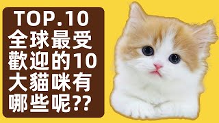 全球最受歡迎的10大貓咪品種