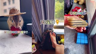 【小松鼠普洱】小家伙学聪明了呀！#萌宠 #可饲养宠物 #非野生保护动物