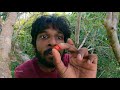 காட்டில் வீரப்பழம் தேடிய பயணம் jungle fruits🍒 jaffna suthan