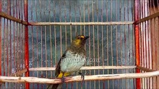 Suara Panggilan burung Rengganis/Cucak wilis untuk pancingan bunyi dan pikat