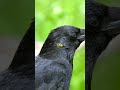 discover the astonishing world of crows in our latest video shortsvideo facts animals