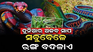 ଦୁନିଆର ଏକମାତ୍ର ସାପ; ଯିଏ ରଙ୍ଗ ବଦଳାଇଥାଏ, କୋବ୍ରା ଠାରୁ ବି ଅଧିକ ବିଷାକ୍ତ