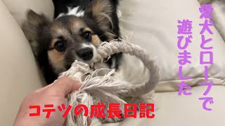 愛犬とロープ遊び【パピヨンとコーギーのミックス犬】Rope play with dog