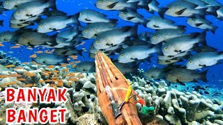 Berburu Rombongan Ikan Midnight Didepan Rumah