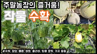 주말농장의 행복, 작물 수확 (수박, 참외, 메론, 비트, 콜라비 등등) - 주말농장 [일꾼TV]