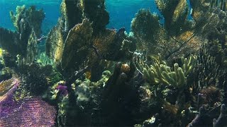 Cancun Reef Snorkel Adventure