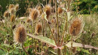 Fuller's Teasel made your clothes fluffy (Dipsacus fullonum)