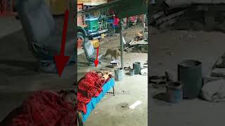 तेंदुए को कैसे बचाया गया | Leopard Attack in Village #shorts