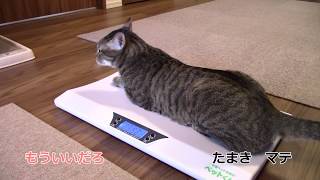 ペット用体重計で体重測定する猫の様子