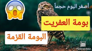 بومة العفريت او البومة القزمة||أصغر البوم حجما ً