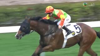 2015/16 (463) - Jolly Jolly (再開心) - 潘頓賽日四 Wins (史卓豐直路頭墮馬)