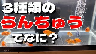 【金魚】らんちゅう3種9匹を60センチ水槽で立ち上げます。 金魚の王様らんちゅう