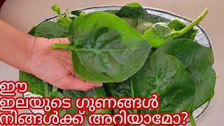 ചപ്പാത്തിക്കും ചോറിനും കൂടെ ഇതൊന്നു മതി Sugar Basala Cheera Malabar Spinach Recipe Vallicheera Curry