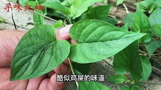 民间常用植物“鸡屎藤”，孩子们的福音，看看到底有啥好？