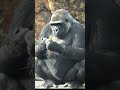 トトと３人の母娘 🦍 【上野動物園】 ゴリラ