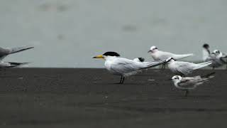 Chinese Crested Tern