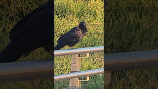 Wild birds #crows #nature #birds #farm #nsw #fyp #lovenature #goodvibes #foryou #farmlife