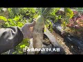 【家庭菜園】＃100 無農薬採れたて野菜 大根キャベツ白菜に小松菜は絶品