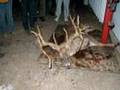 Huge Kentucky Buck - Verified