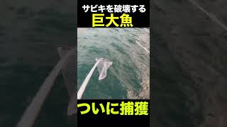 ※大物釣って歓喜……食べるまでは…………