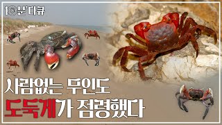 [⌚10분 다큐] 모래해변 + 숲 + 갯벌 - 사람 = 도둑게 에겐 '천국'