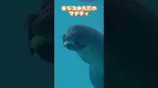 Cute manatees at Churaumi Aquarium eating with their hands #shorts