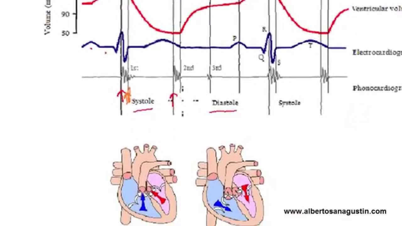 Auscultación Cardíaca (3): ECG Y Ciclo Cardíaco - YouTube