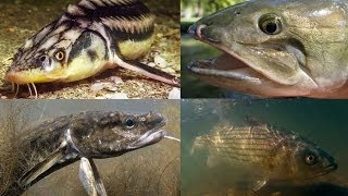 5 strange North American Fish you've probably never heard of.