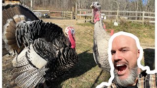 Do Turkeys make good pets?