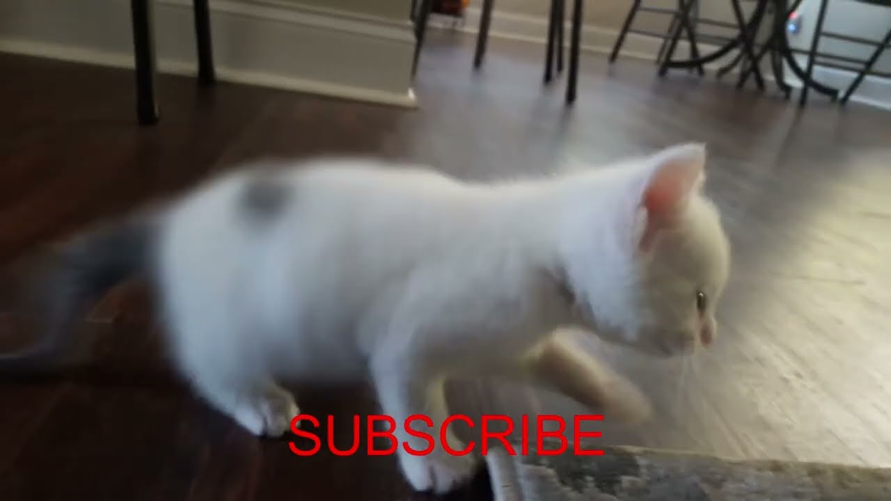 Twerking Cat Youtube