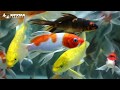 KONTES IKAN KOI NASIONAL |  15th ALL INDONESIA YOUNG KOI SHOW | Seputar Ikan Hias