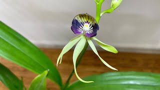 「22069」章鱼兰【兰花词典30】Encyclia.cochleata ‘Andrew Young’ X ‘Tinona’  章鱼兰属 /静姐说花