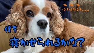 キャバリアのおじいちゃんを5分で寝かせる事はできるか...? お腹なでなで