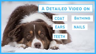 Grooming an Australian Shepherd - Coat, Bathing, Ears, Nails & Teeth Care