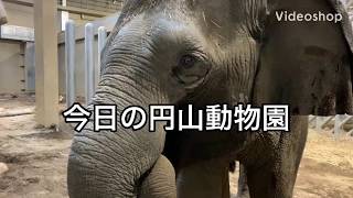 今日の円山動物園【2020年4月17日】