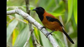 The HOODED PITOHUI. World's First Documented Poisonous Bird.#shorts