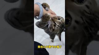 养猫就养狸花猫，其它宠物猫总感觉差那么点意思🤨 #狸花猫 #猫咪 #萌宠 #可爱 #可爱猫咪 #猫咪的迷惑行为