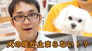 犬の咳が止まらない！？病気の可能性も！