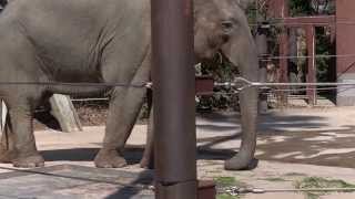 ゾウさん食事中、ながーいお鼻　(UENO zoo elephant　meal)