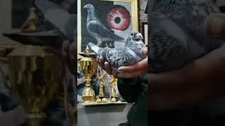 超级 金钢 号称 无敌风火轮  superpigeon