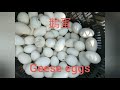 177僅需80天 鵝的快速成長過程（growing process of geese chiayi county taiwan）