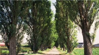 北海道大学ポプラ並木を歩く  Walking through the Poplar avenue in Hokkaido Univ