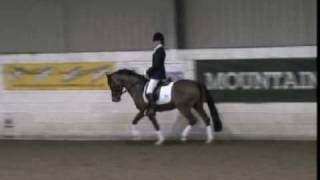 Pony Stallion 14.2 5yo jumping