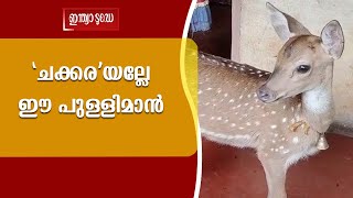 വീട്ടുകാരുടെ പ്രിയപ്പെട്ടവനായി മാറിയ  ചക്കര എന്ന പുള്ളിമാൻ | wayanad deer