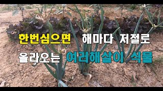 ep03-02 봄이되면 저절로 나는 한해살이 작물