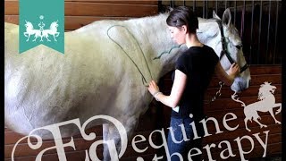 Equine Stretching & Mobilization #7: Shoulder ROM