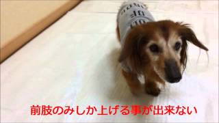 犬の整体・マッサージ（施術前・施術後の状態）６