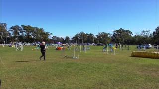 8 July 2017 Manly club trial  Agility Dog Master run