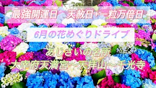 【花めぐりドライブ】6月は紫陽花めぐり 最強開運日のパワーはすごかった！！