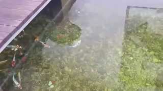 VID 20141018 WA0005